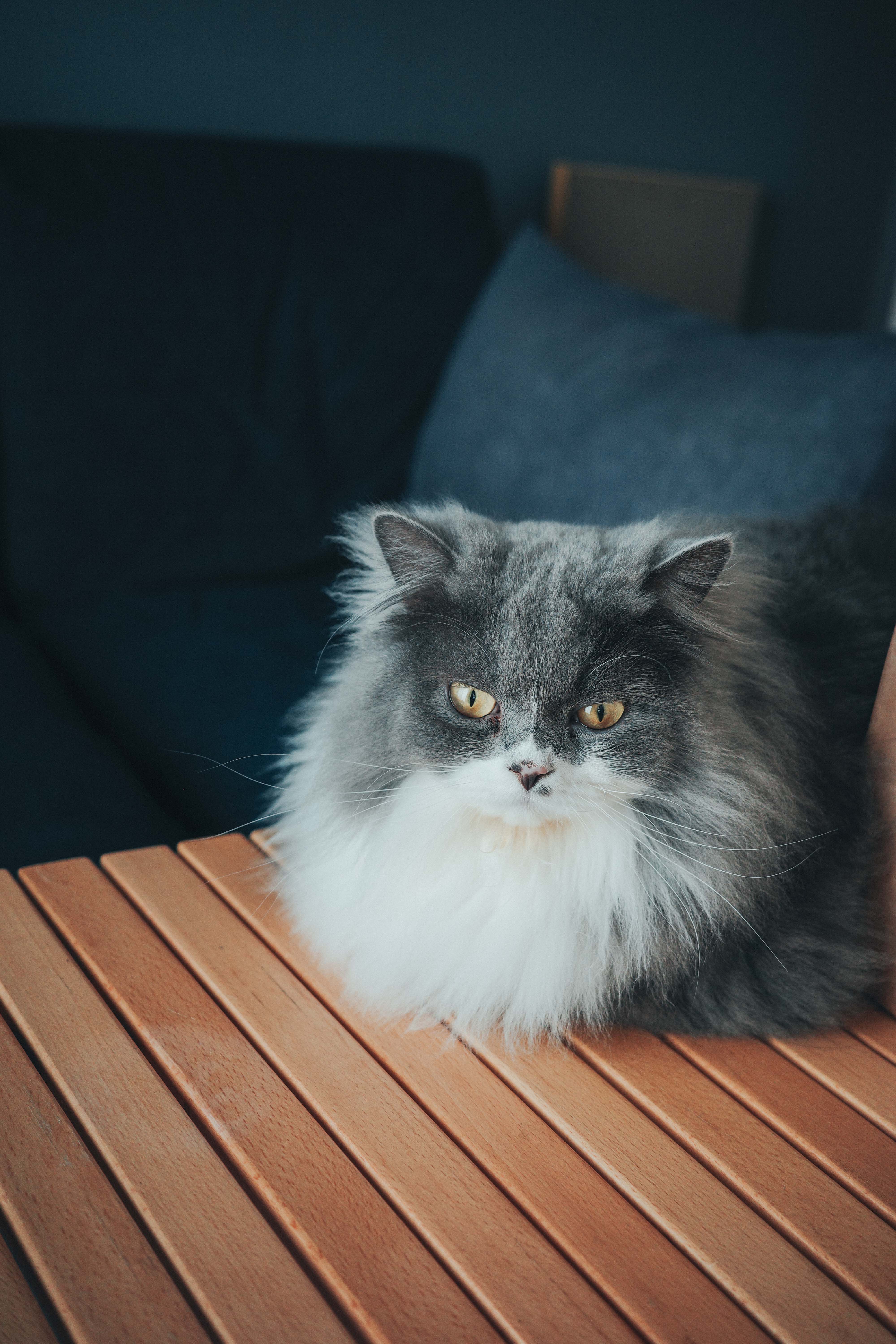 ダッシュのテーブル帝国