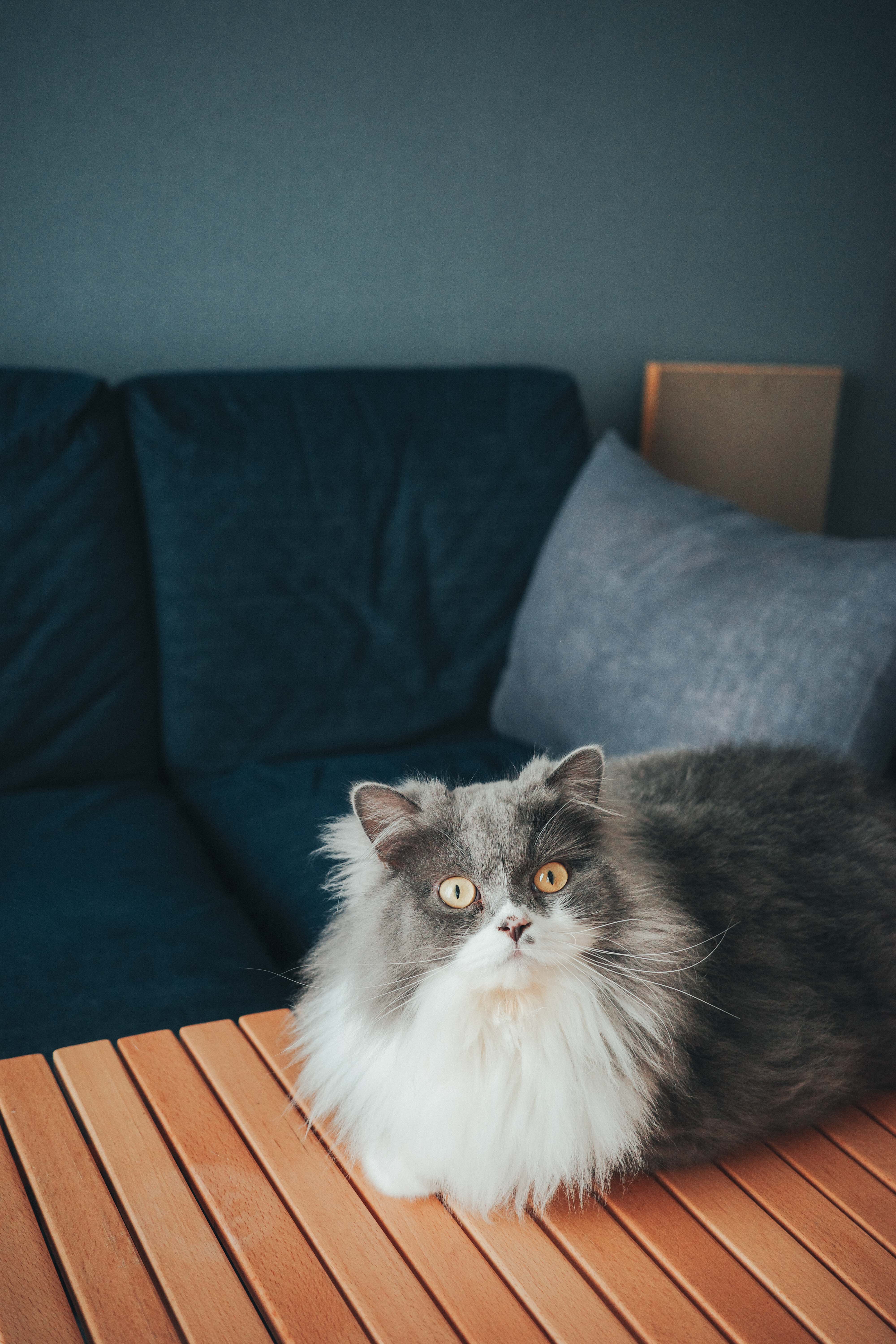 Dash — ウッドテーブルの上でくつろぐ