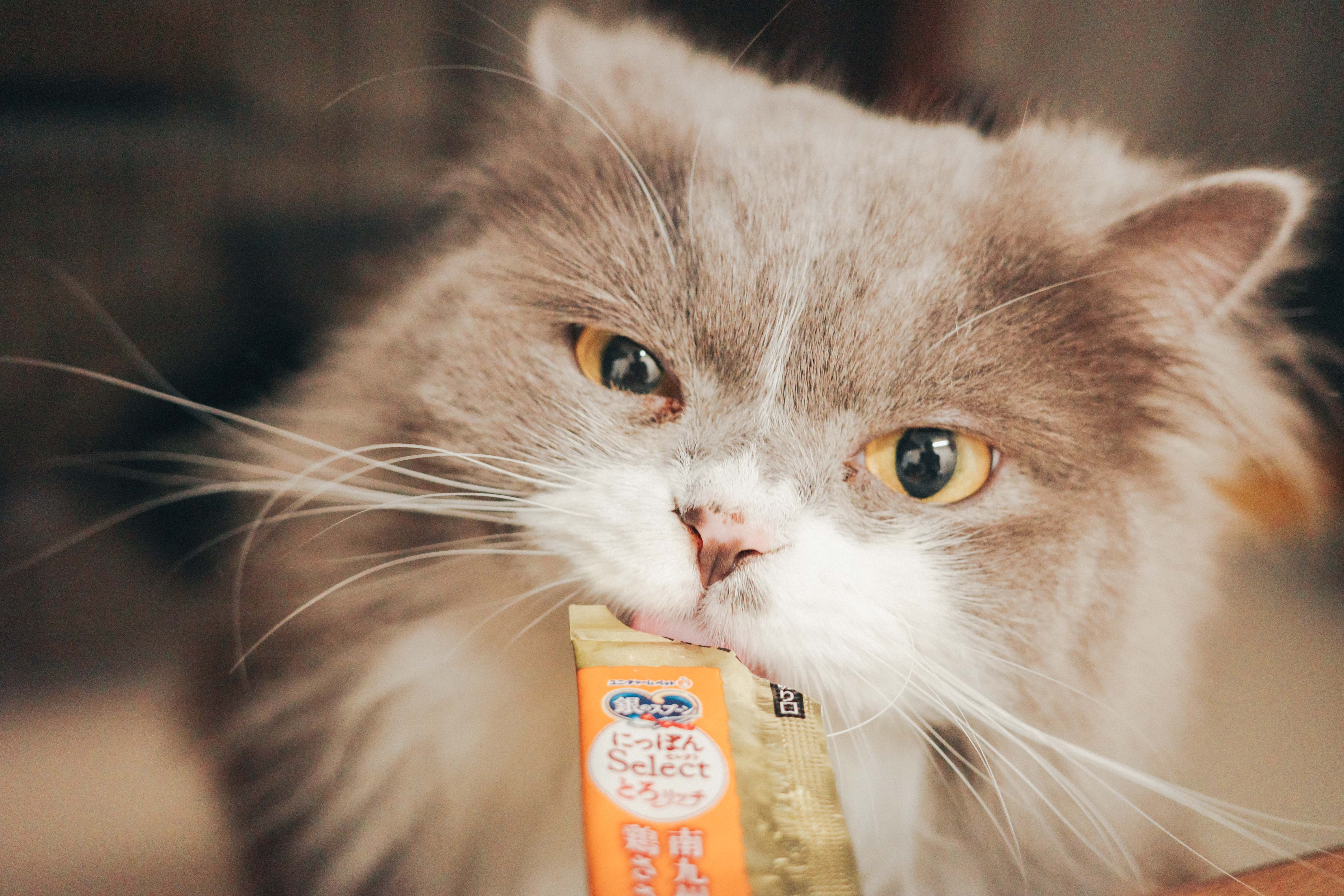 Dash — ちゅーるを食べる真剣な表情