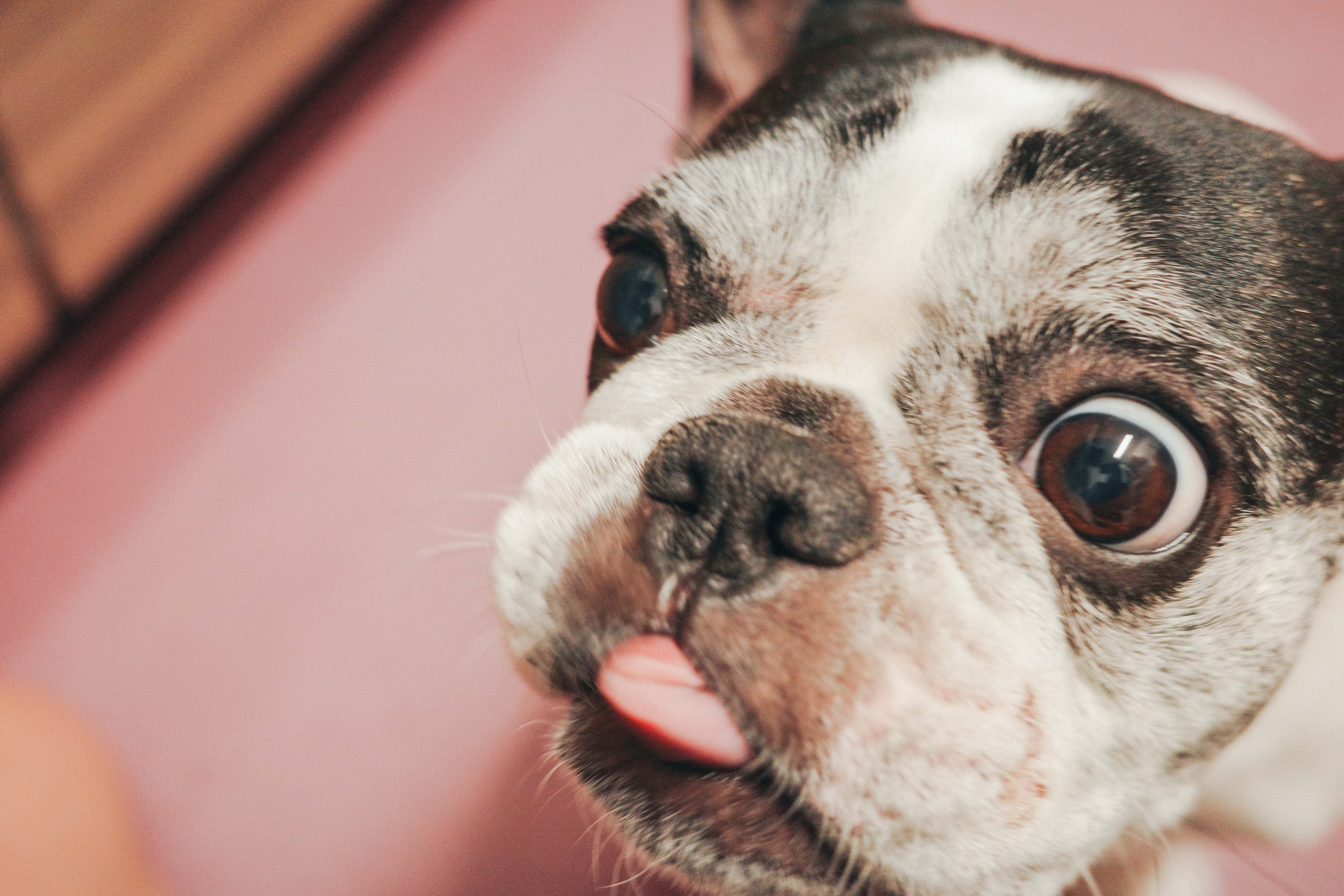 Ram — ぺろっと舌を出した表情