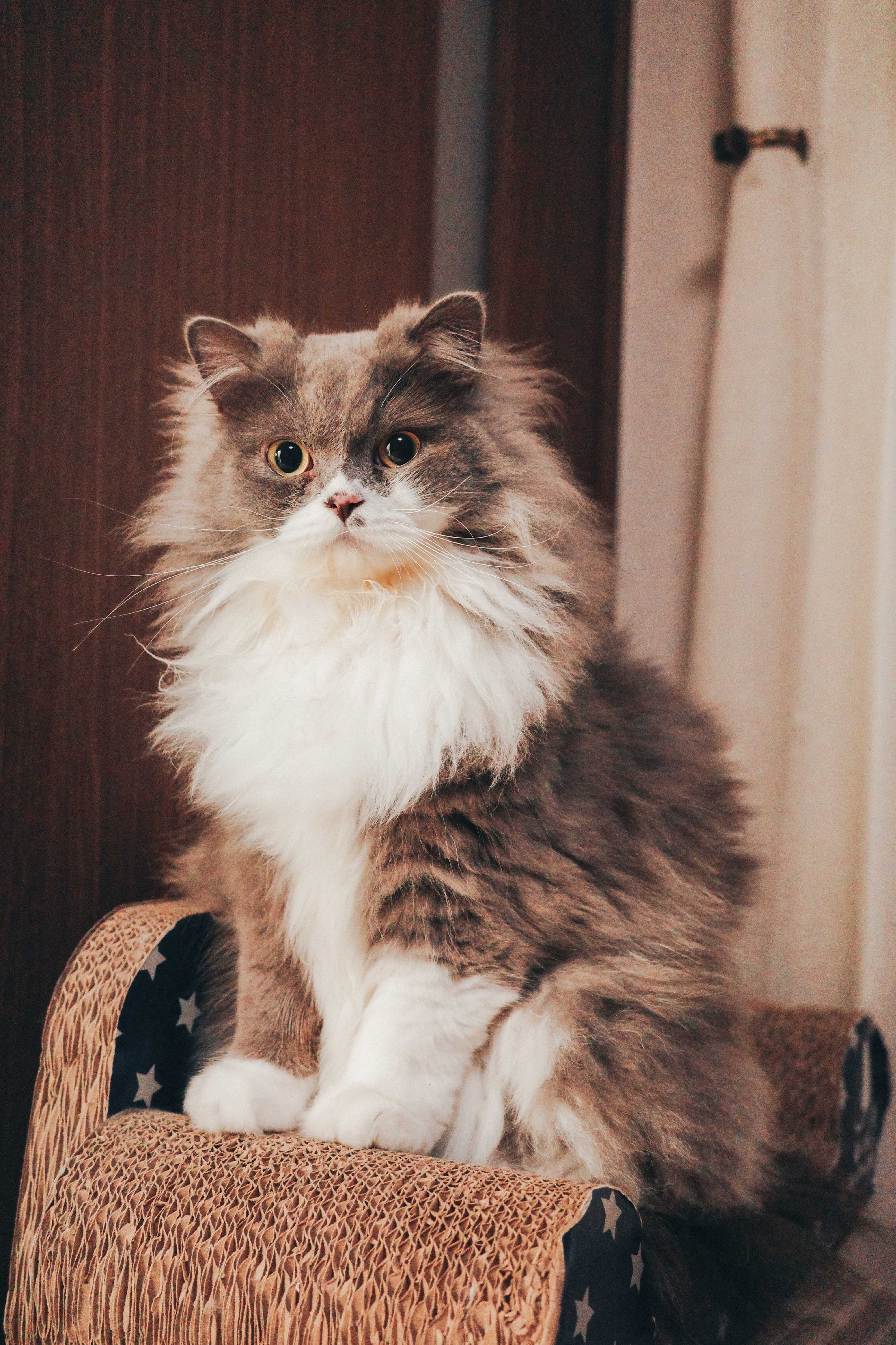 Dash — スクラッチャーの上でポーズ