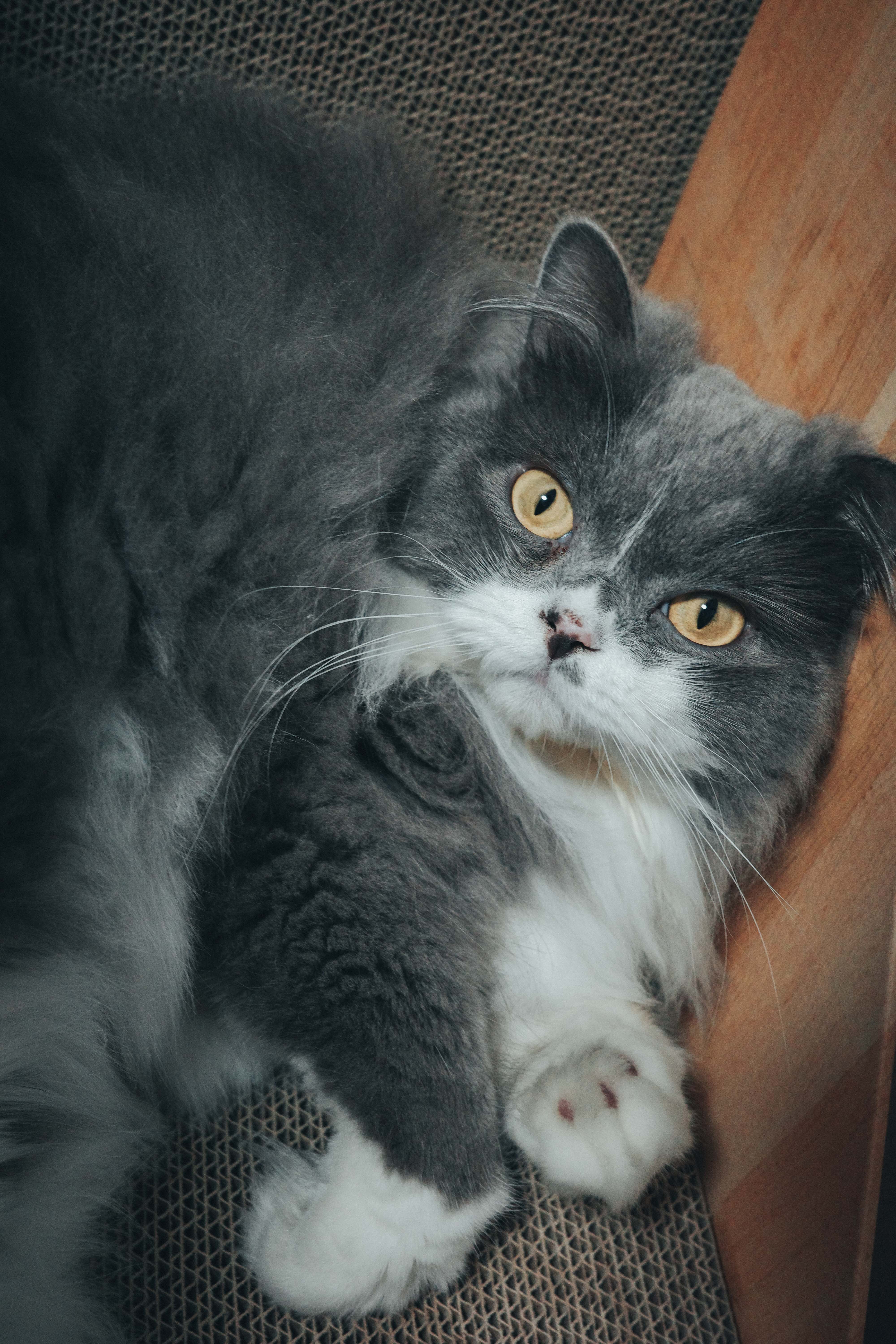 Dash — スクラッチャーでごろん