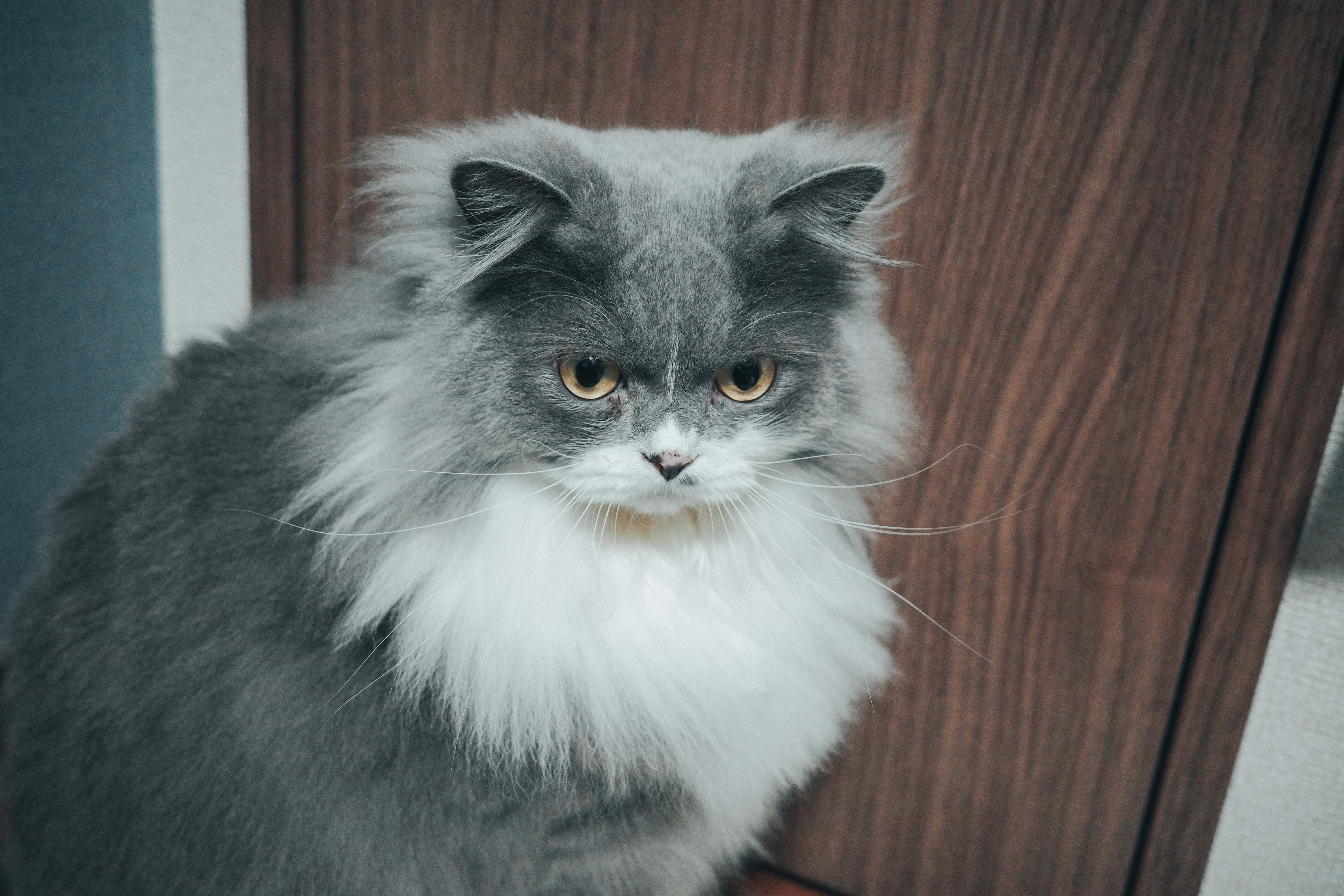 Dash — ドアの前で番をする