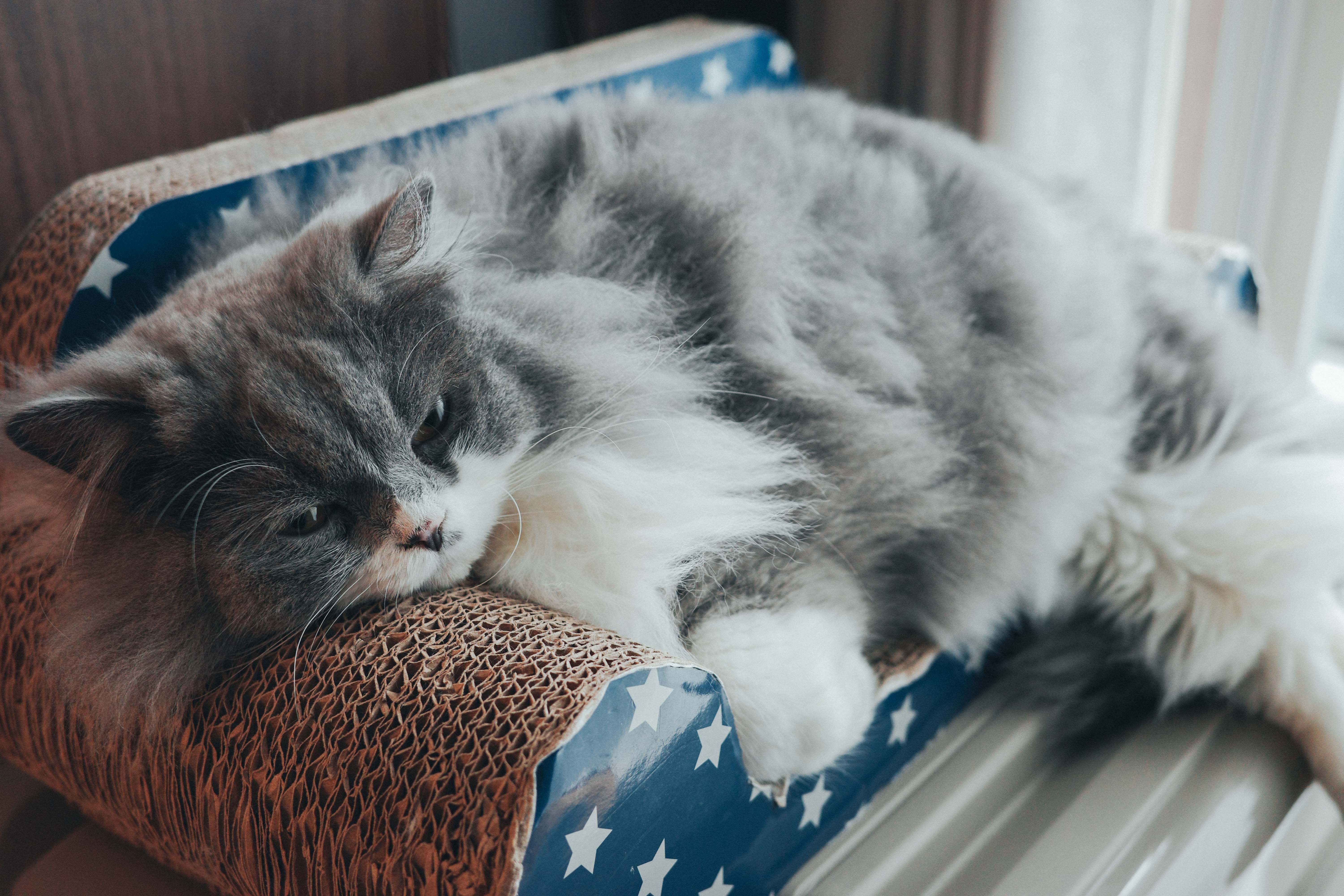 Dash — スクラッチャーの上でお昼寝