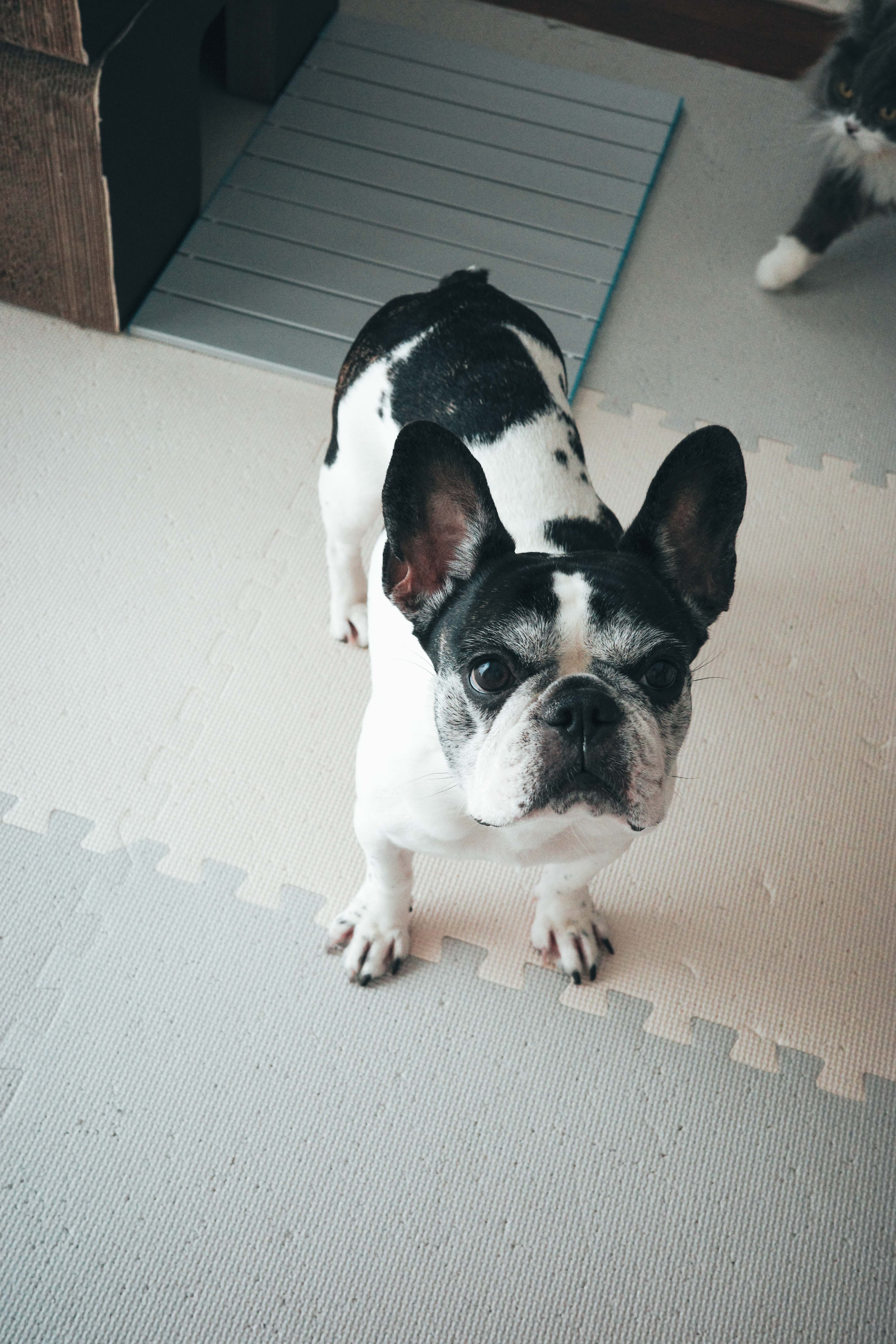 Ram — 上から見下ろすとこの顔